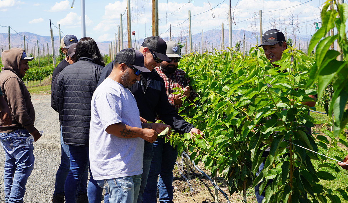 Students in the WVC HOEEP program gather around a plant in a crop to study the leaves.
