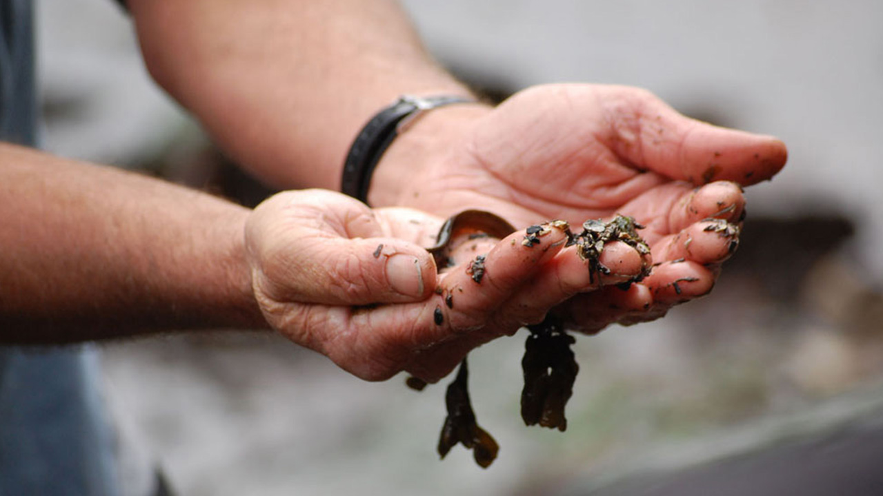 A pair of hands cup some seaweed.