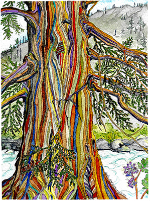 Heather Wallis Murphy's artwork "Stripey: Western Red Cedar." Artwork is the property of Heather Wallis Murphy.